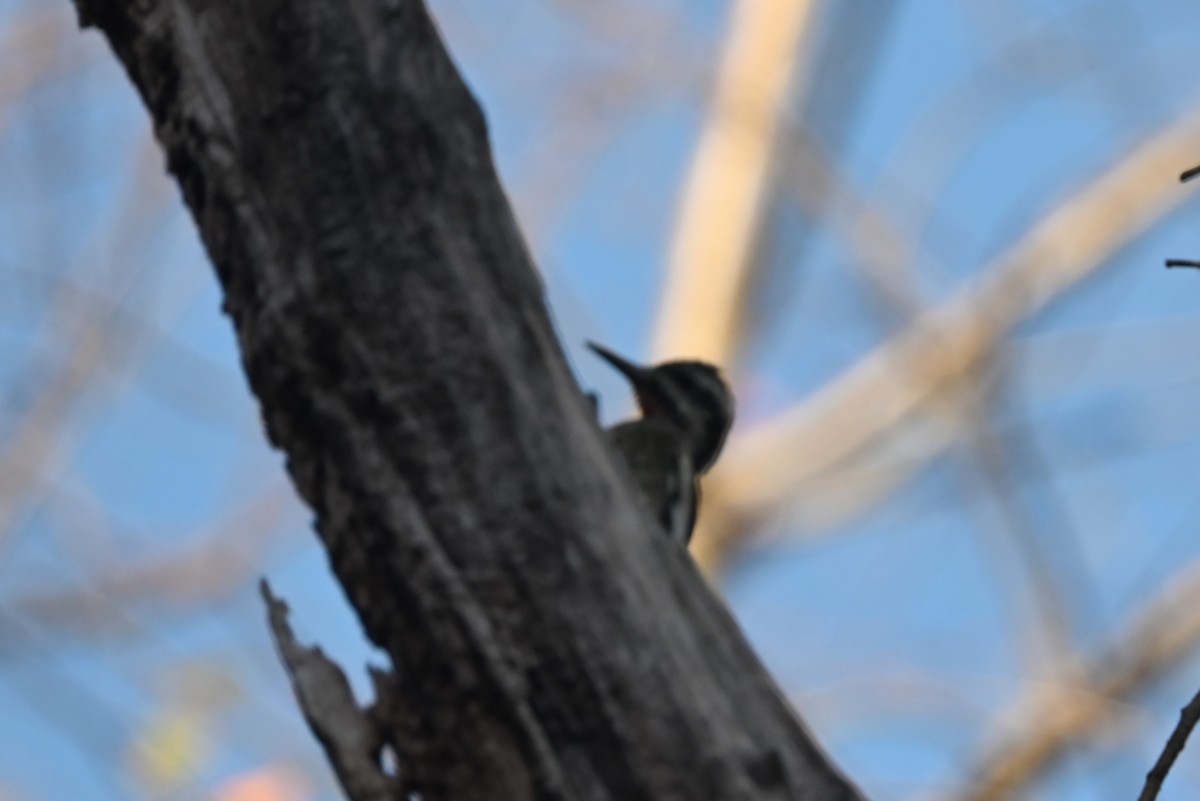 Yellow-bellied Sapsucker - ML626126126