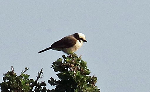 White-rumped Shrike - ML626126132