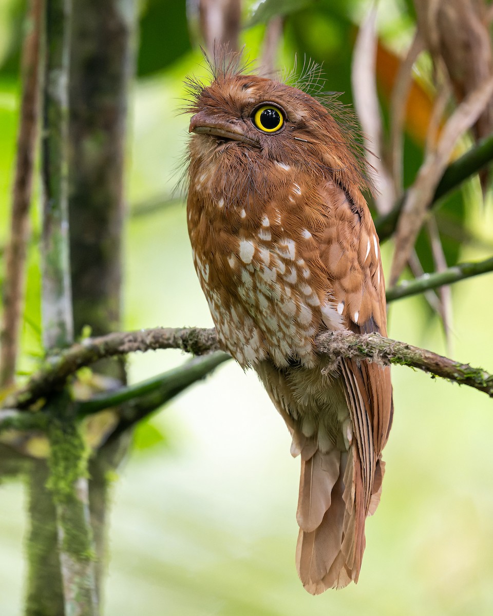 Sumatran Frogmouth - ML626126133