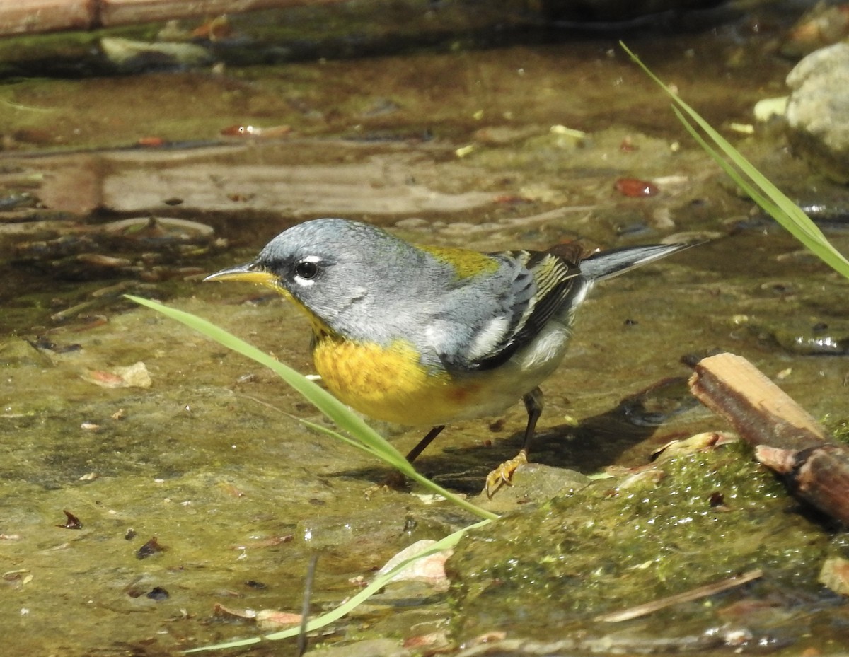 Northern Parula - ML626126134