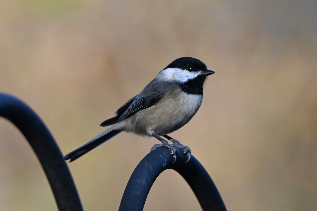 Carolina Chickadee - ML626126151