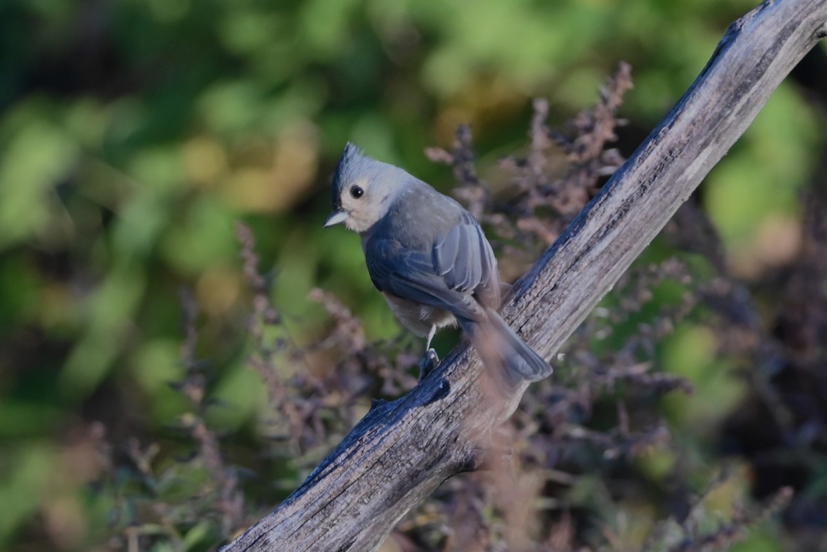 Tufted Titmouse - ML626126153
