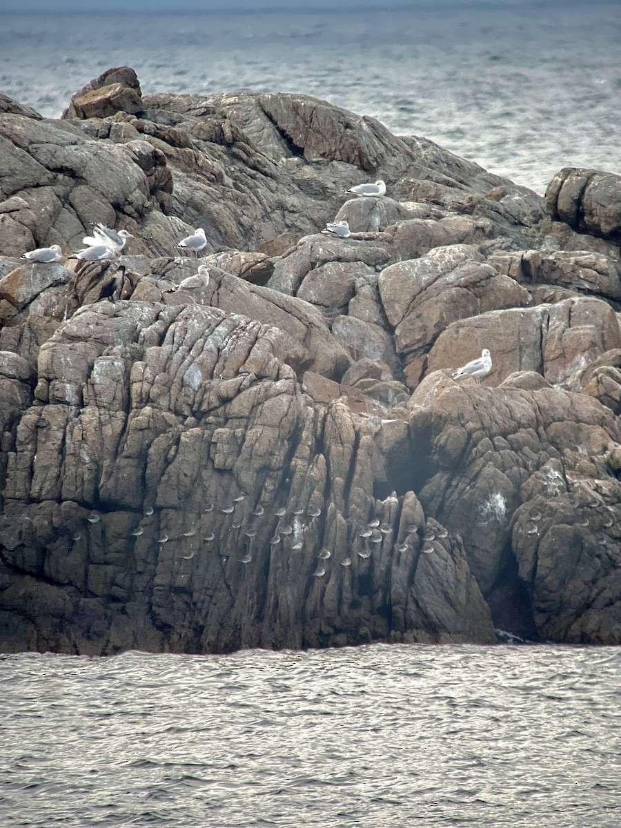 Purple Sandpiper - ML626126155