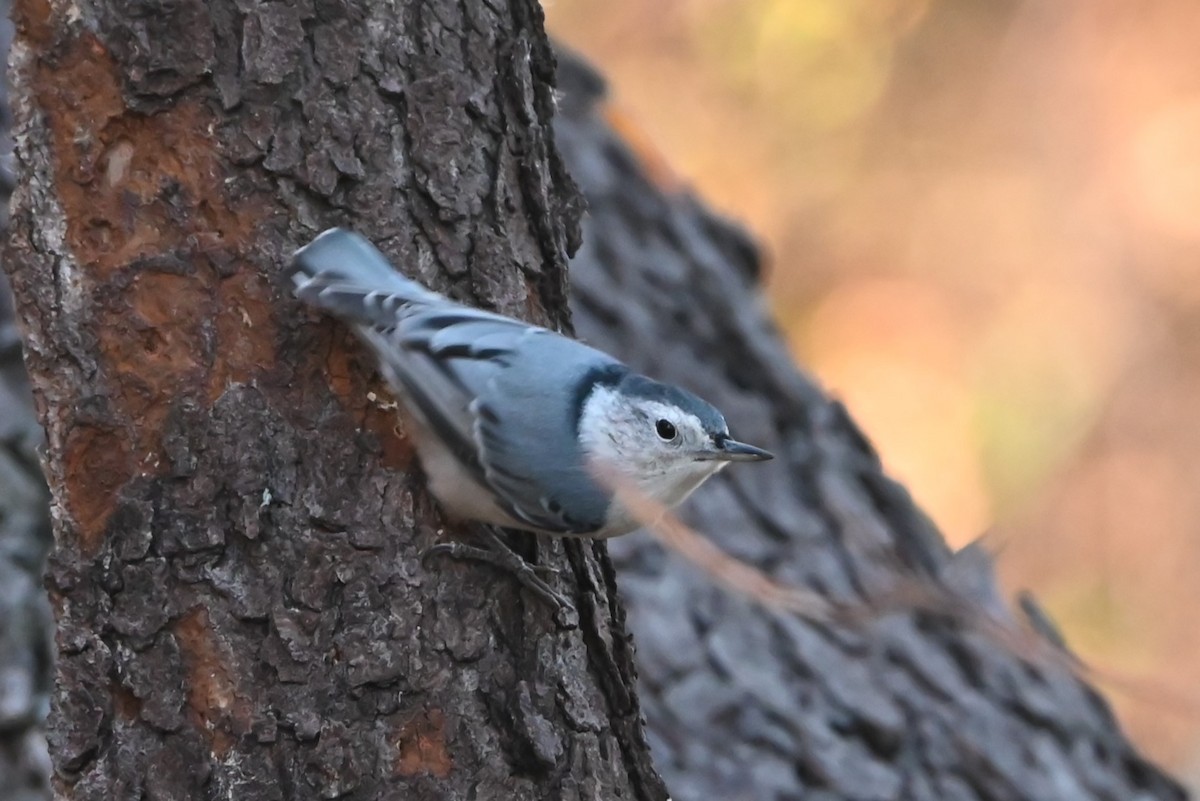 White-breasted Nuthatch - ML626126156