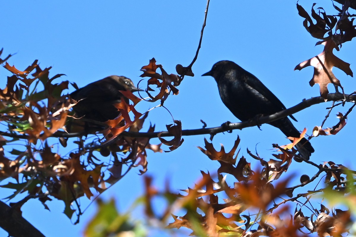 Rusty Blackbird - ML626126170