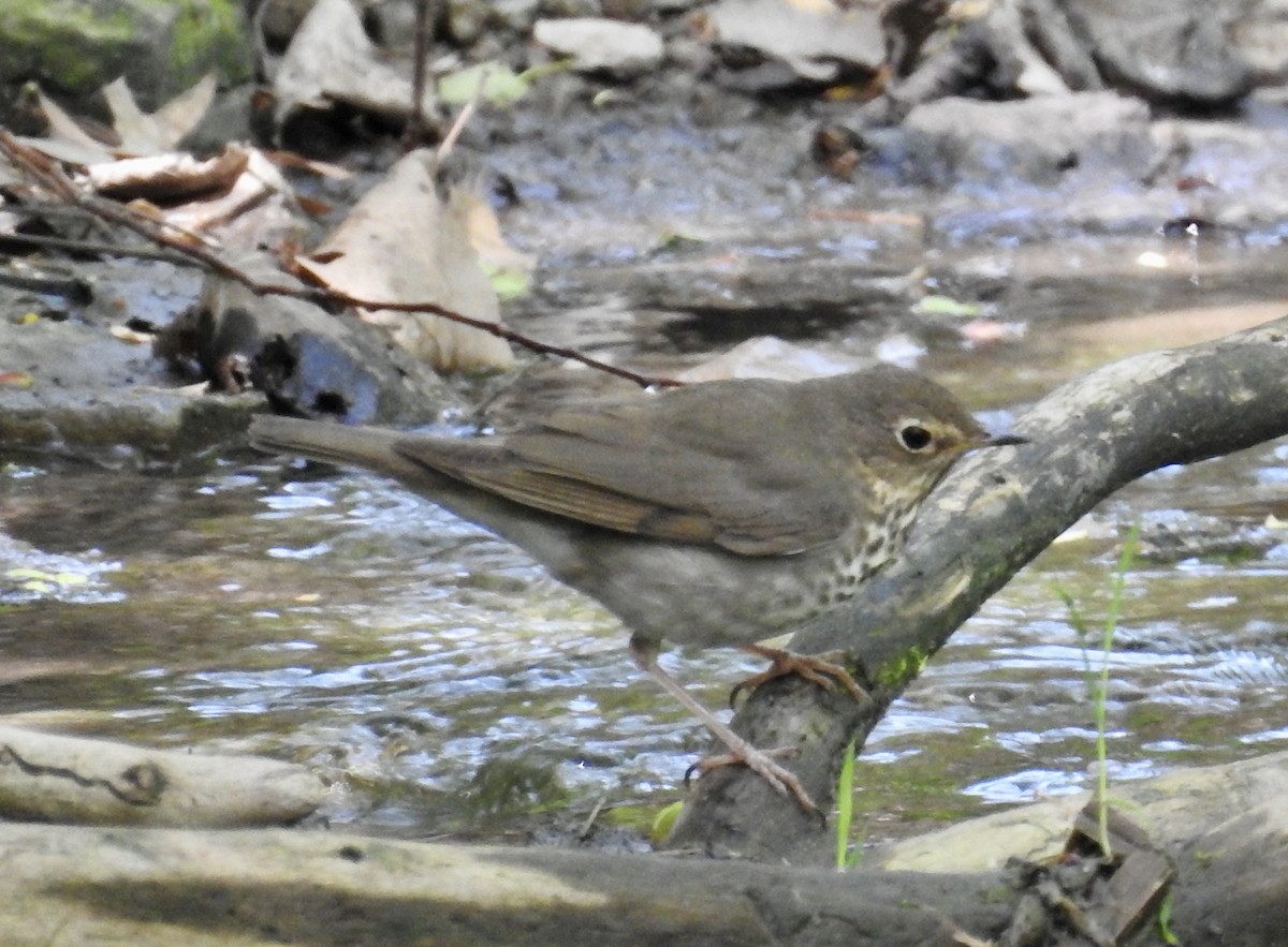 Swainson's Thrush - ML626126178