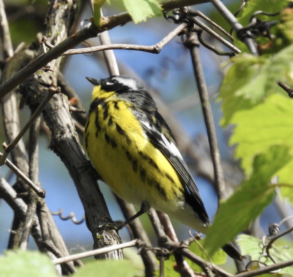 Magnolia Warbler - ML626126245