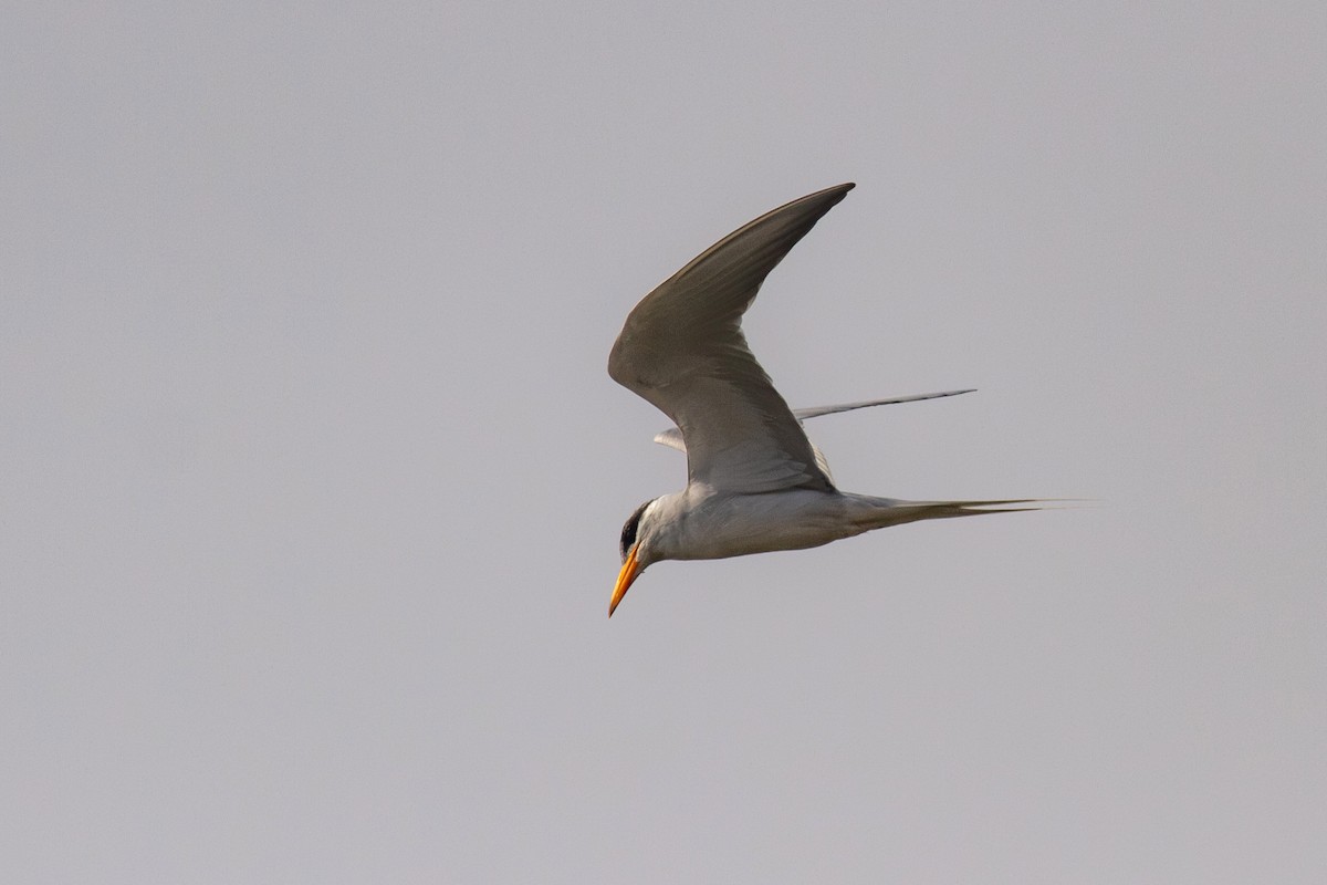 River Tern - ML626126247