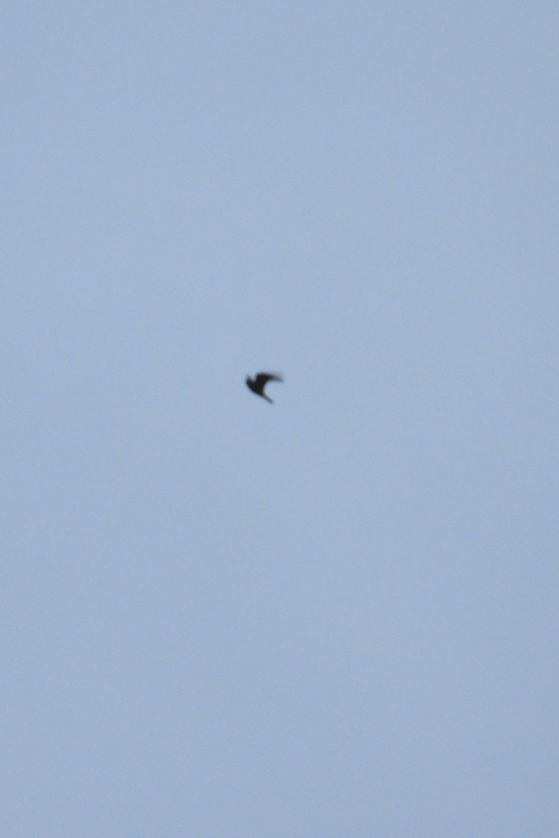 American Kestrel - ML626126339