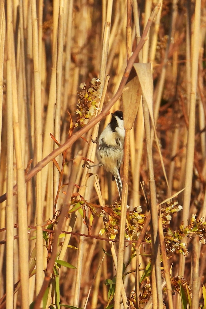 Black-capped Chickadee - ML626126345