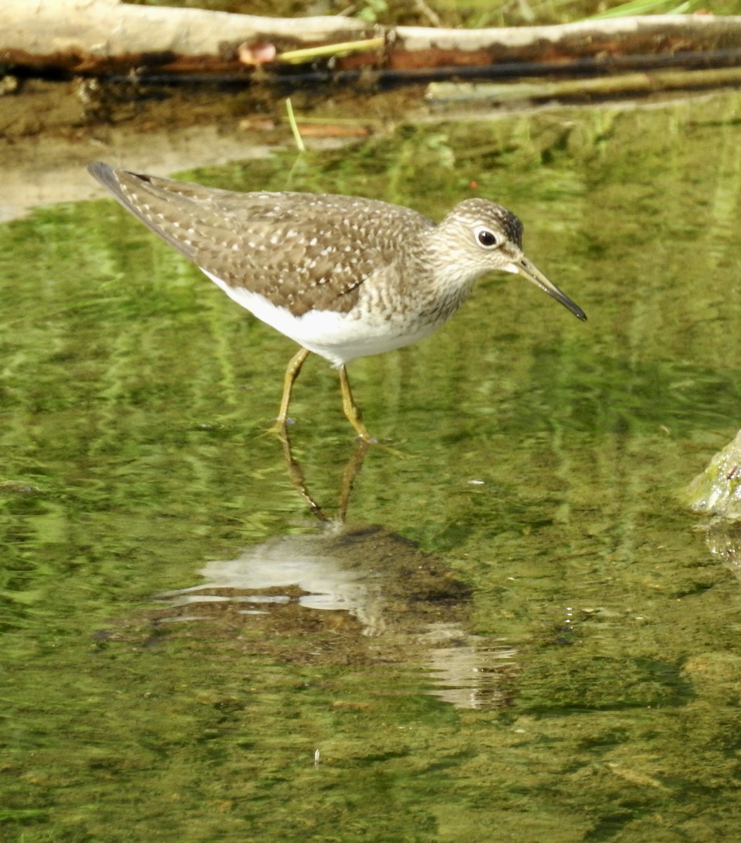 Solitary Sandpiper - ML626126419