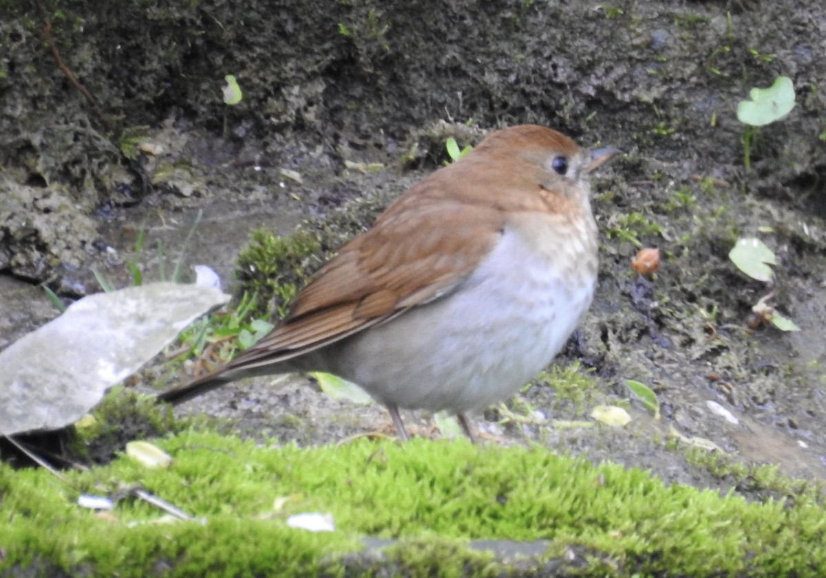 Veery - ML626126536