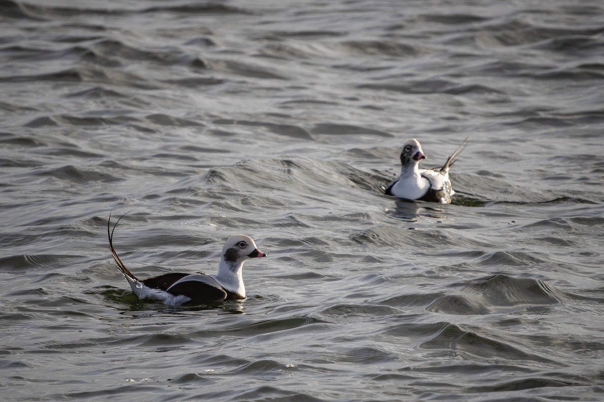 Long-tailed Duck - ML626126542