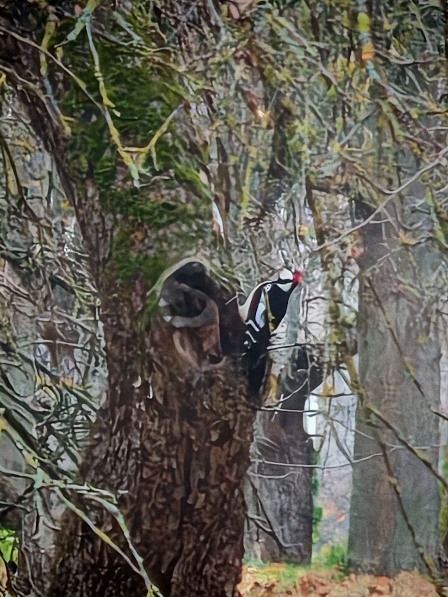 Great Spotted Woodpecker - ML626126565