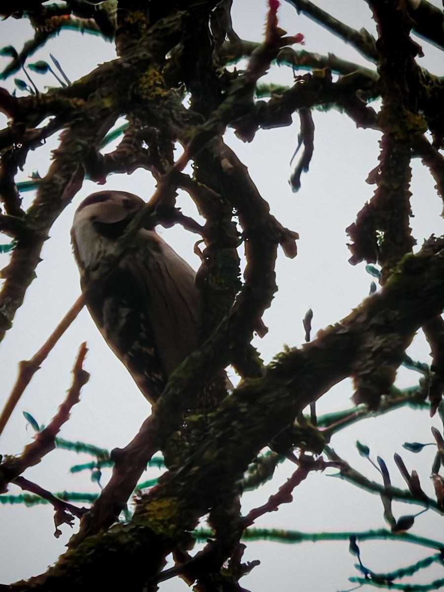 Lesser Spotted Woodpecker - ML626126570