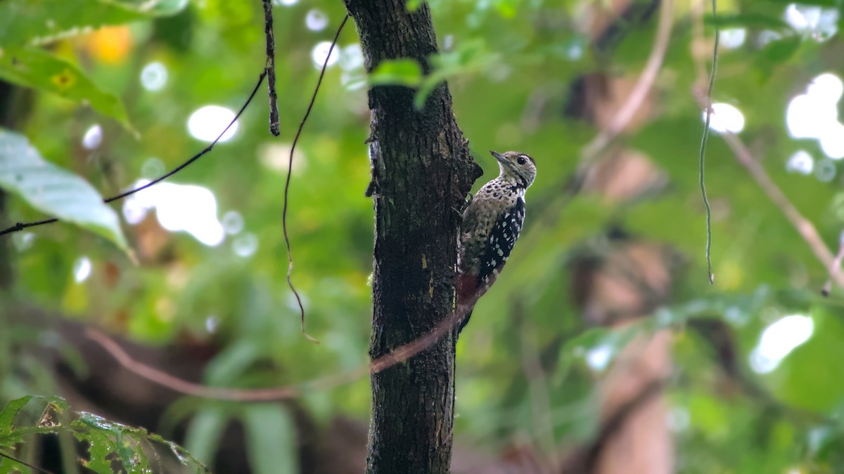 Freckle-breasted Woodpecker - ML626126596