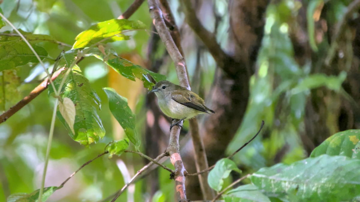 Andaman Flowerpecker - ML626126616