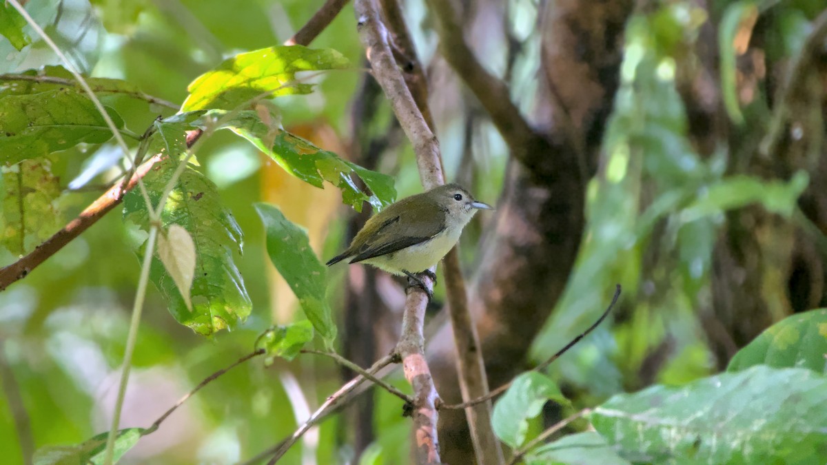 Andaman Flowerpecker - ML626126617