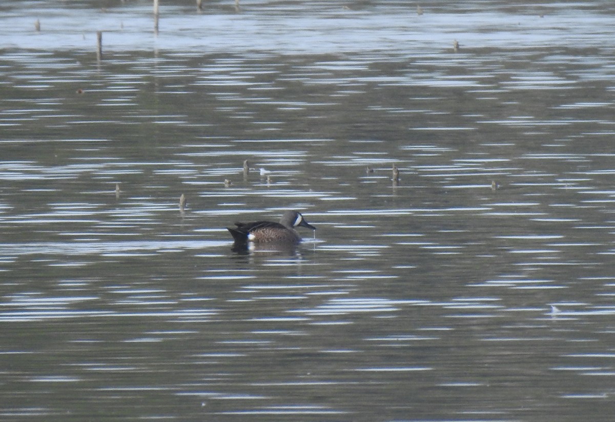 Blue-winged Teal - Óscar Aldeguer Peral