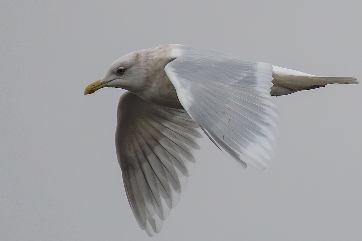 Iceland Gull (kumlieni) - ML626126742