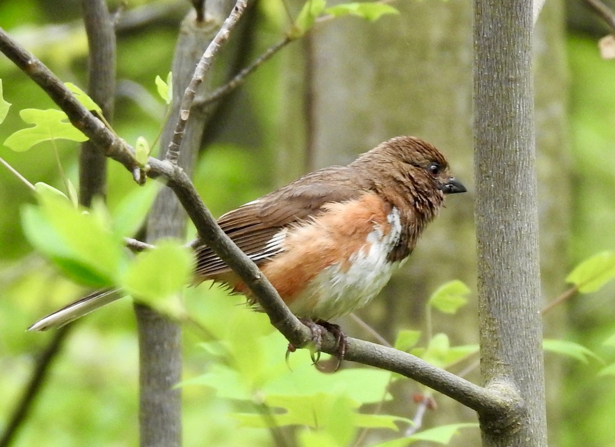 Eastern Towhee - ML626126755
