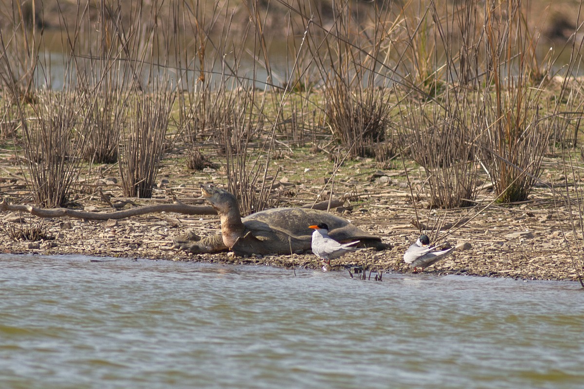 River Tern - ML626126802