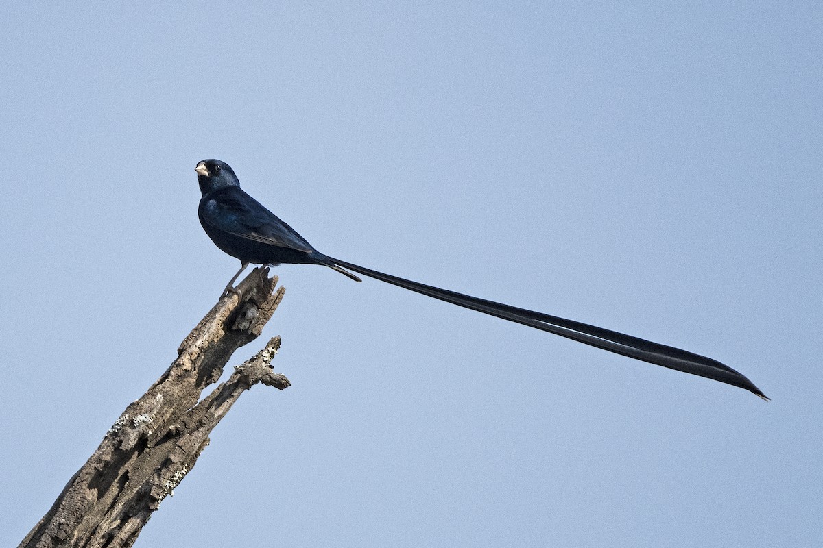 Steel-blue Whydah - ML626126831