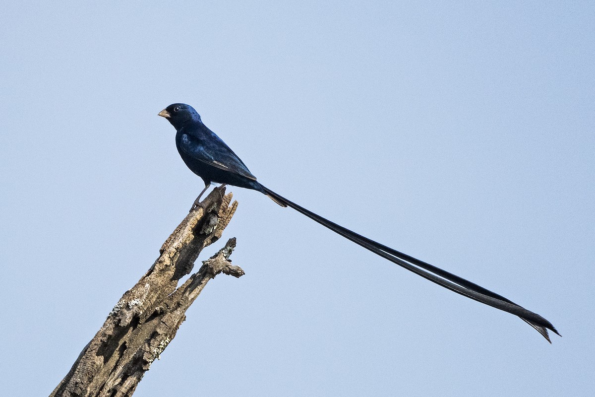 Steel-blue Whydah - ML626126832