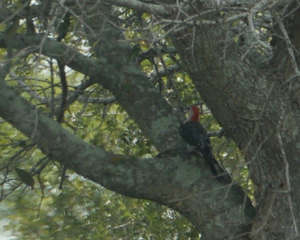 Red-bellied Woodpecker - ML62612691