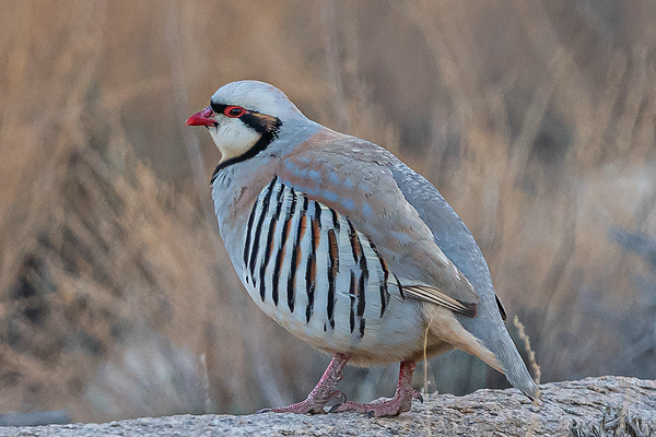 Chukarhuhn - ML626127016