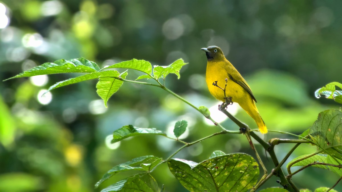 Andaman Bulbul - ML626127211