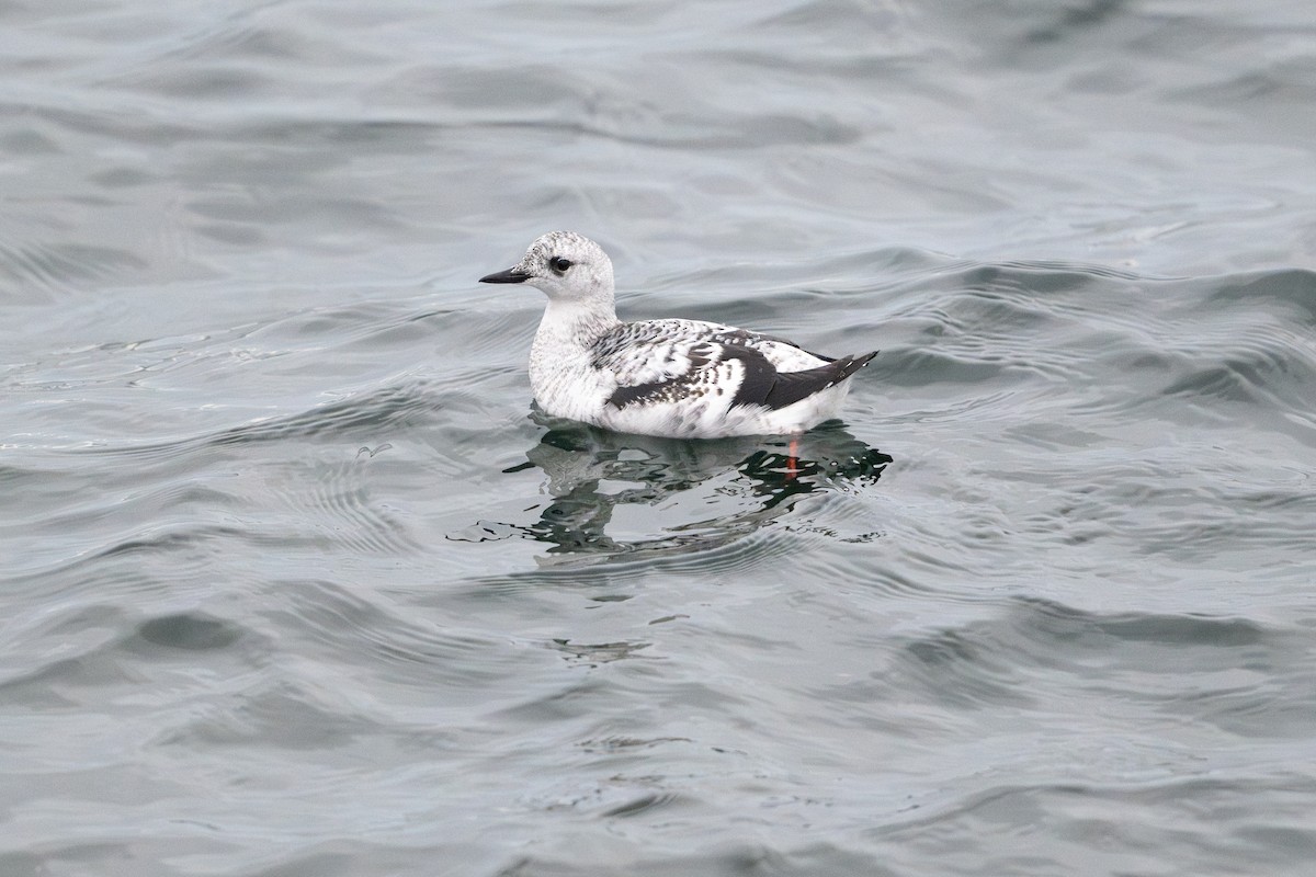 Black Guillemot - ML626127242