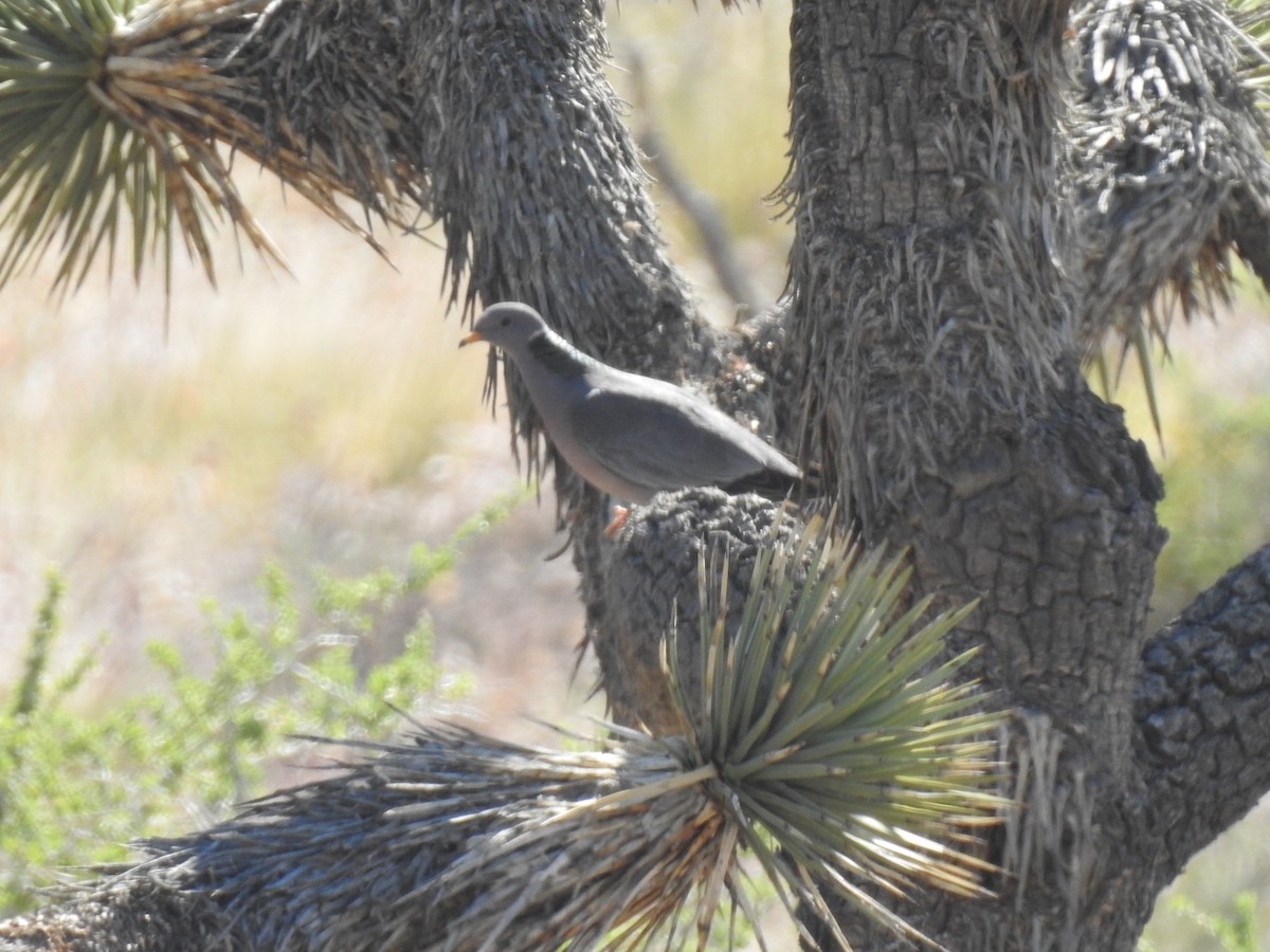 Band-tailed Pigeon - ML626127261