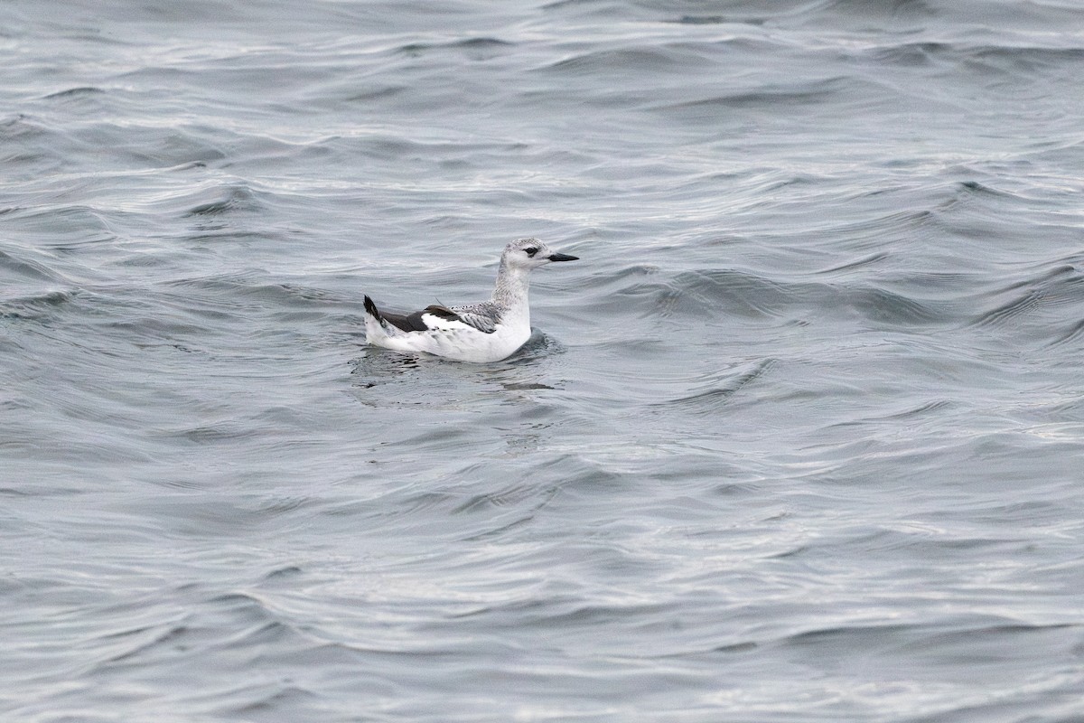 Black Guillemot - ML626127280