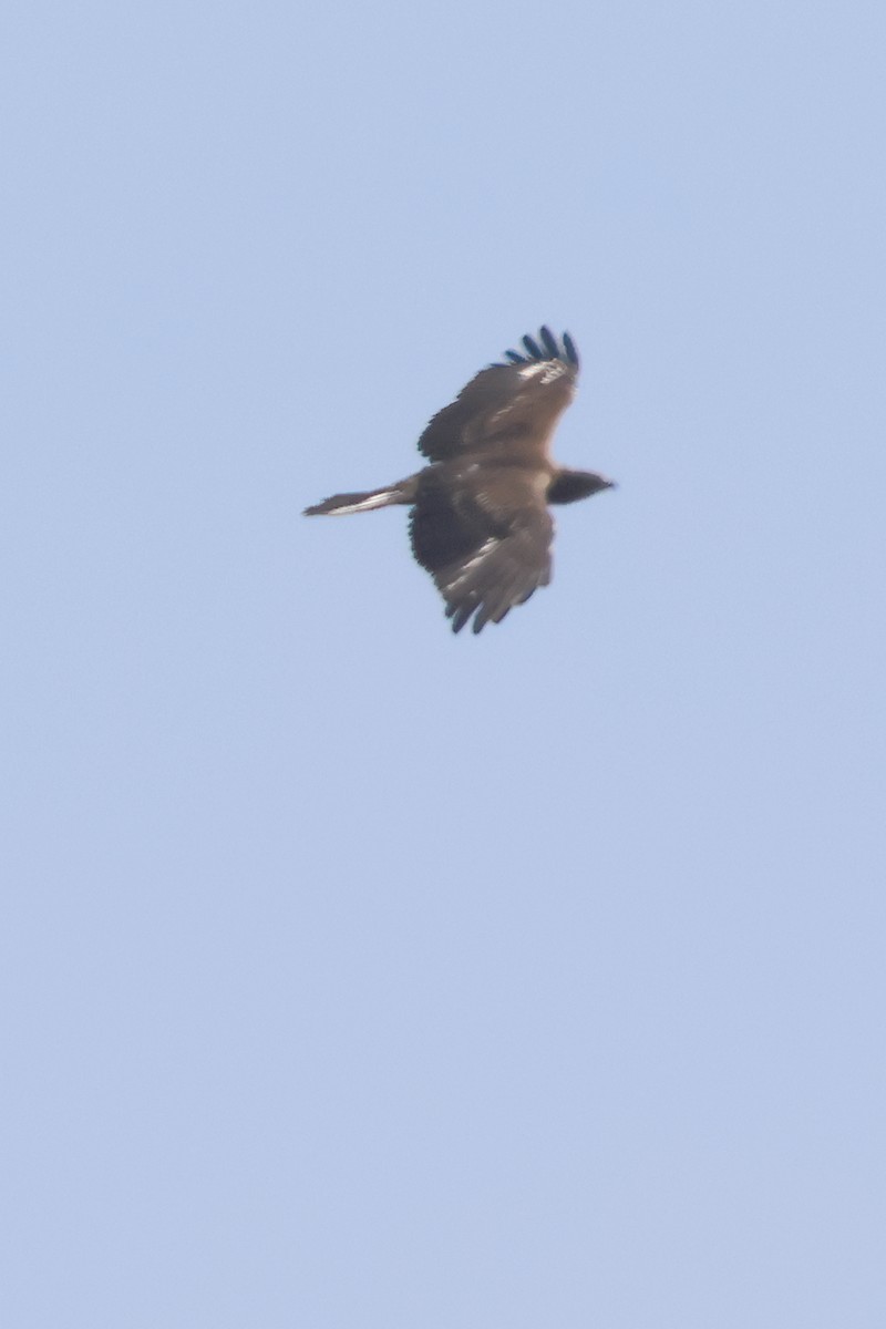 buse ou aigle sp. - ML626127282