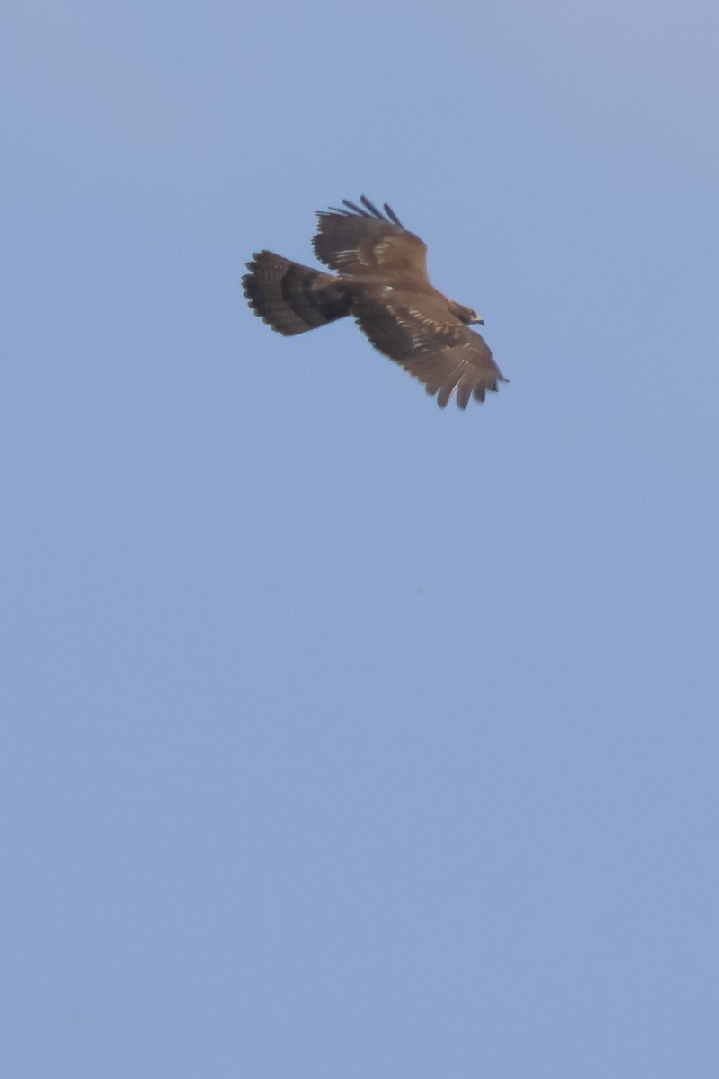 buse ou aigle sp. - ML626127284