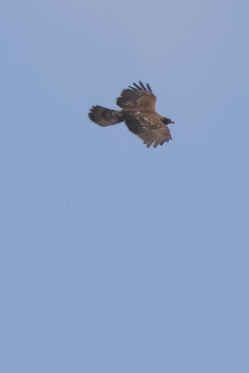 buse ou aigle sp. - ML626127285