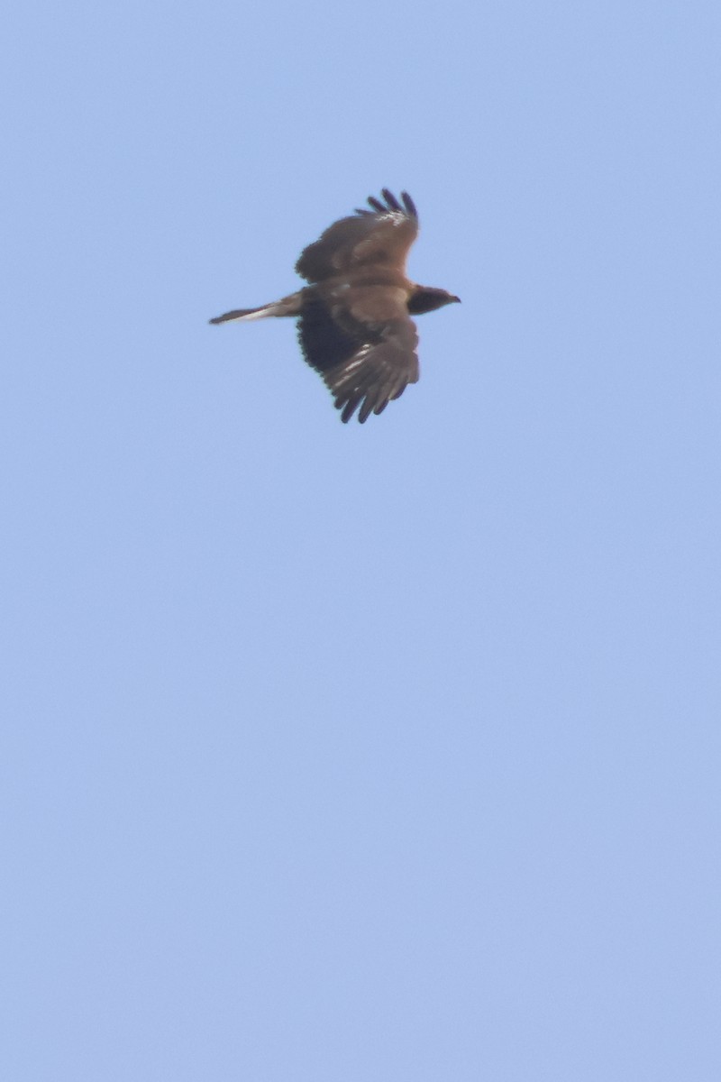 buse ou aigle sp. - ML626127286