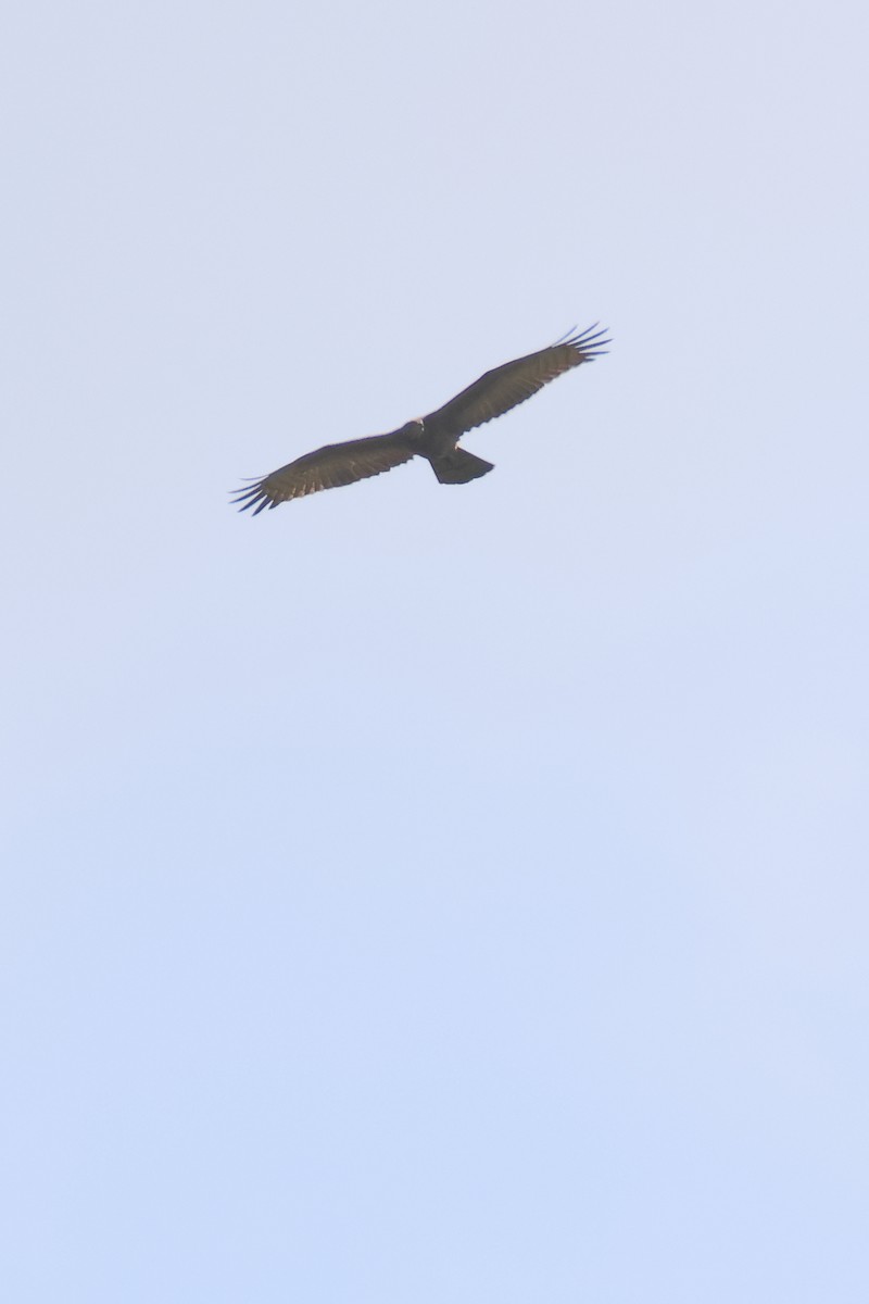 buse ou aigle sp. - ML626127287