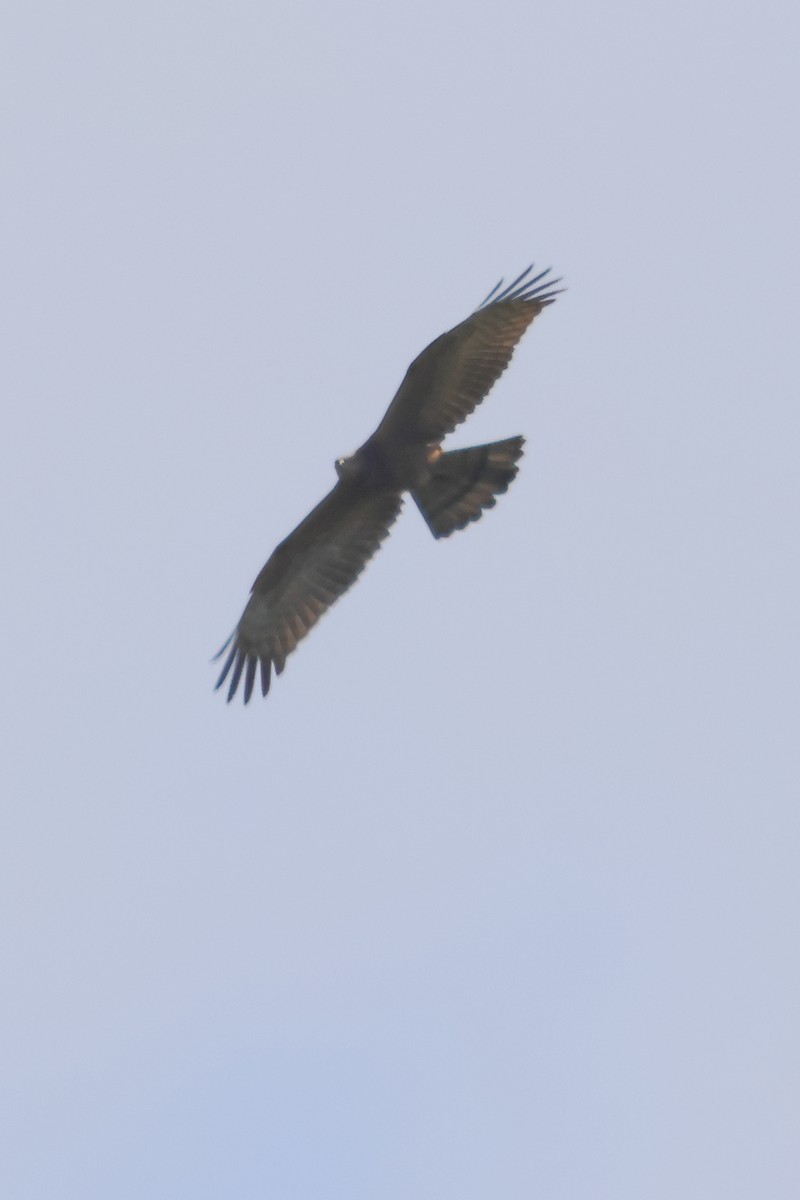 buse ou aigle sp. - ML626127288