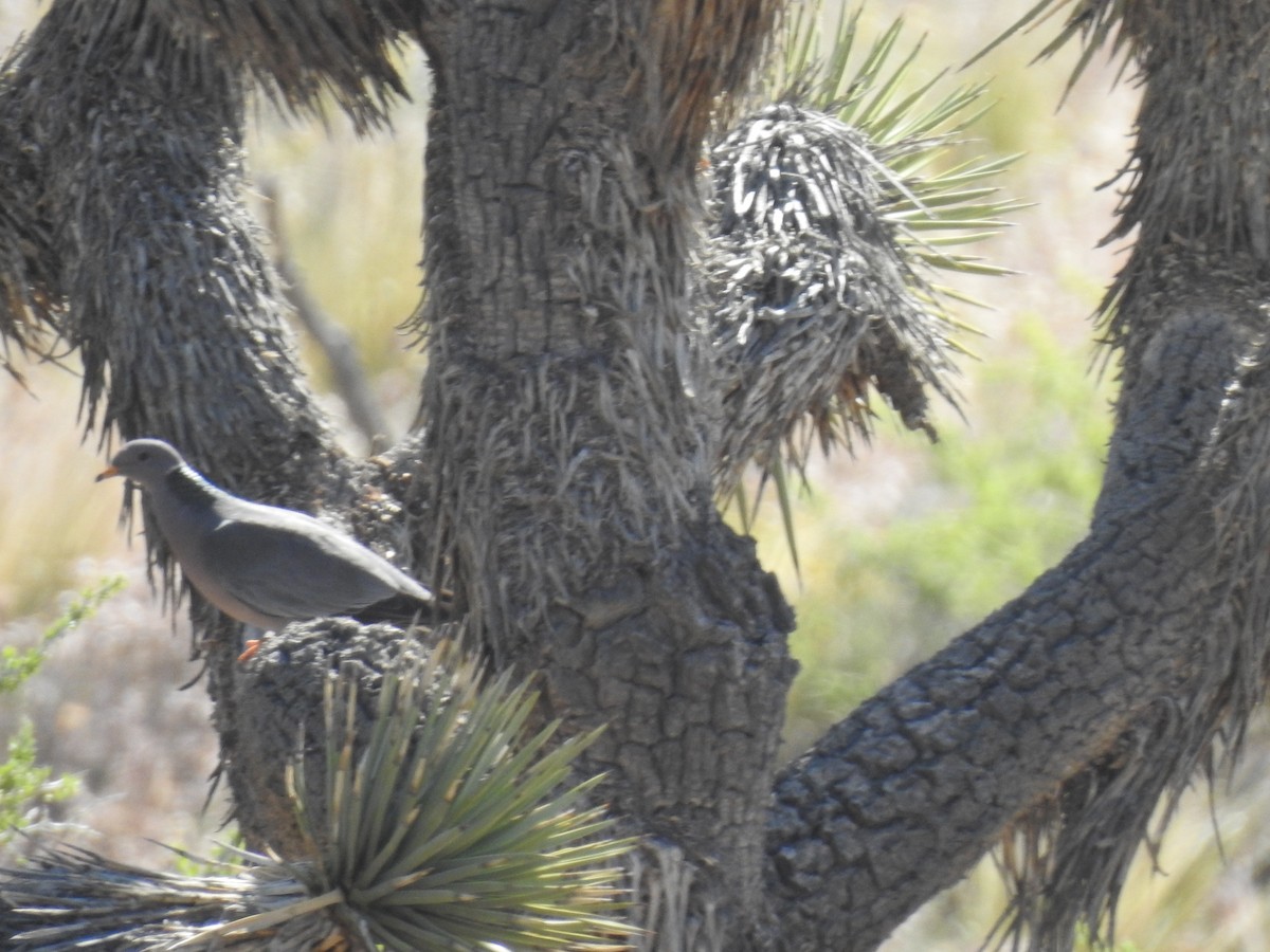 Band-tailed Pigeon - ML626127367