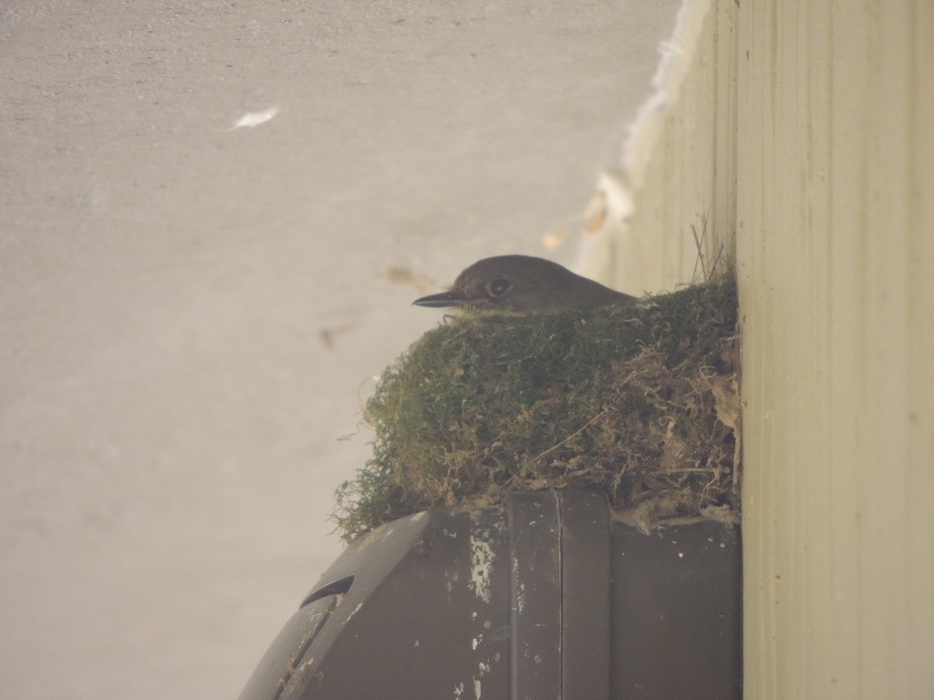 Moucherolle phébi - ML626127415