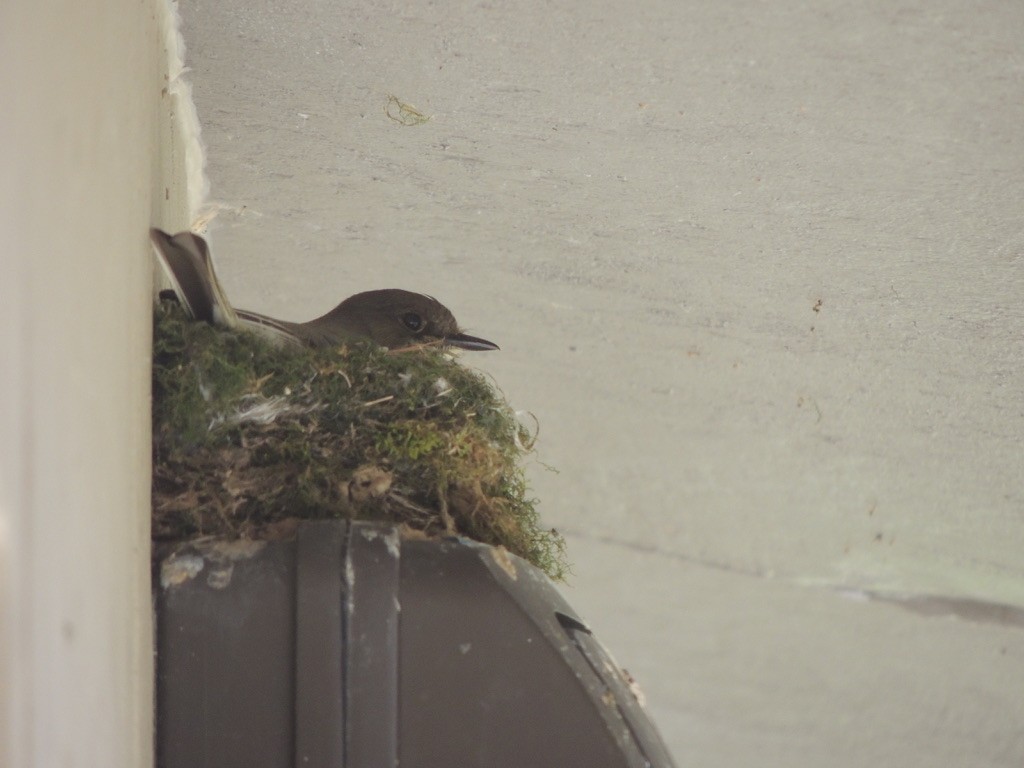 Moucherolle phébi - ML626127416