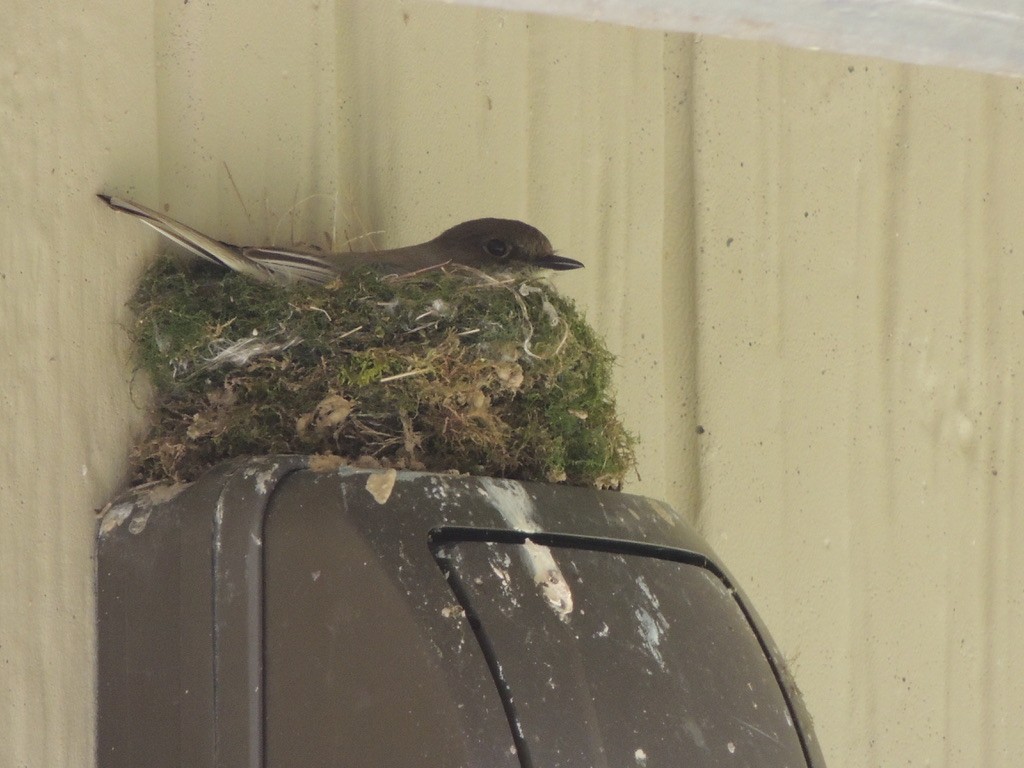 Moucherolle phébi - ML626127417