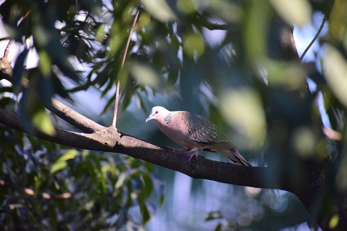 Spotted Dove - ML626127465
