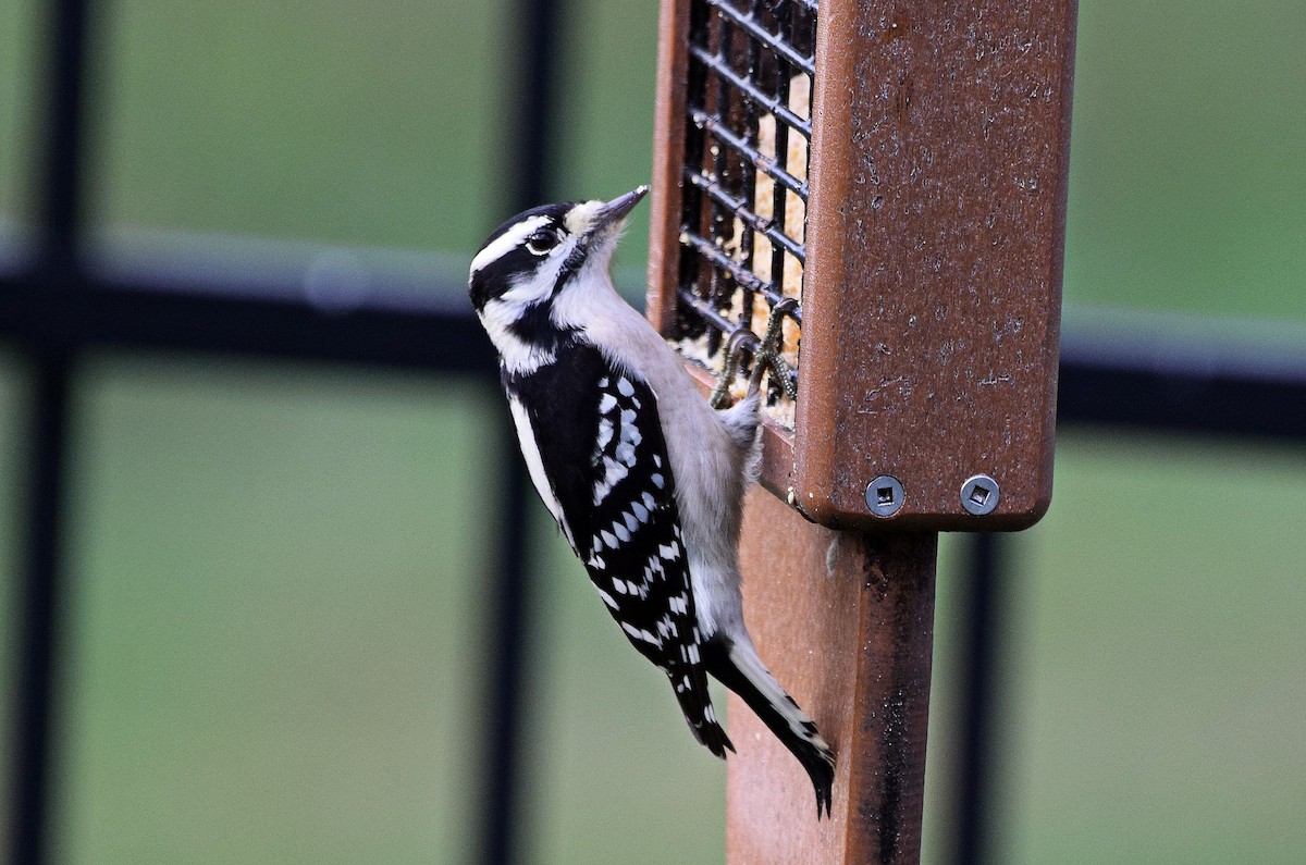 Downy Woodpecker - ML626127490