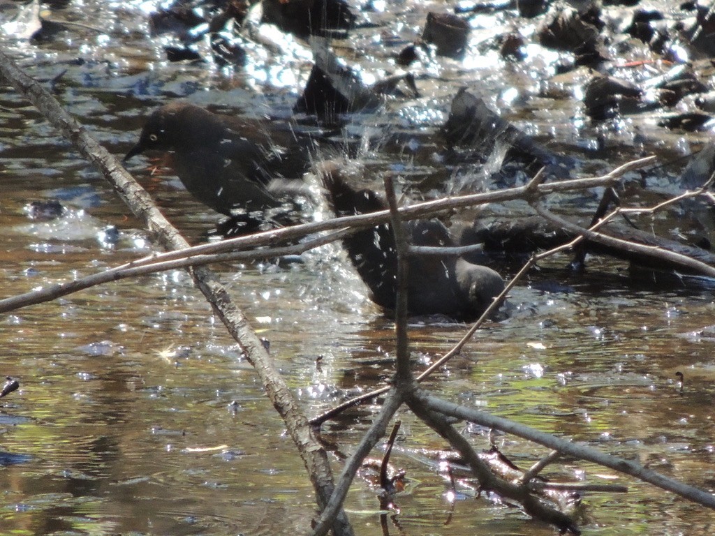 Quiscale rouilleux - ML626127498