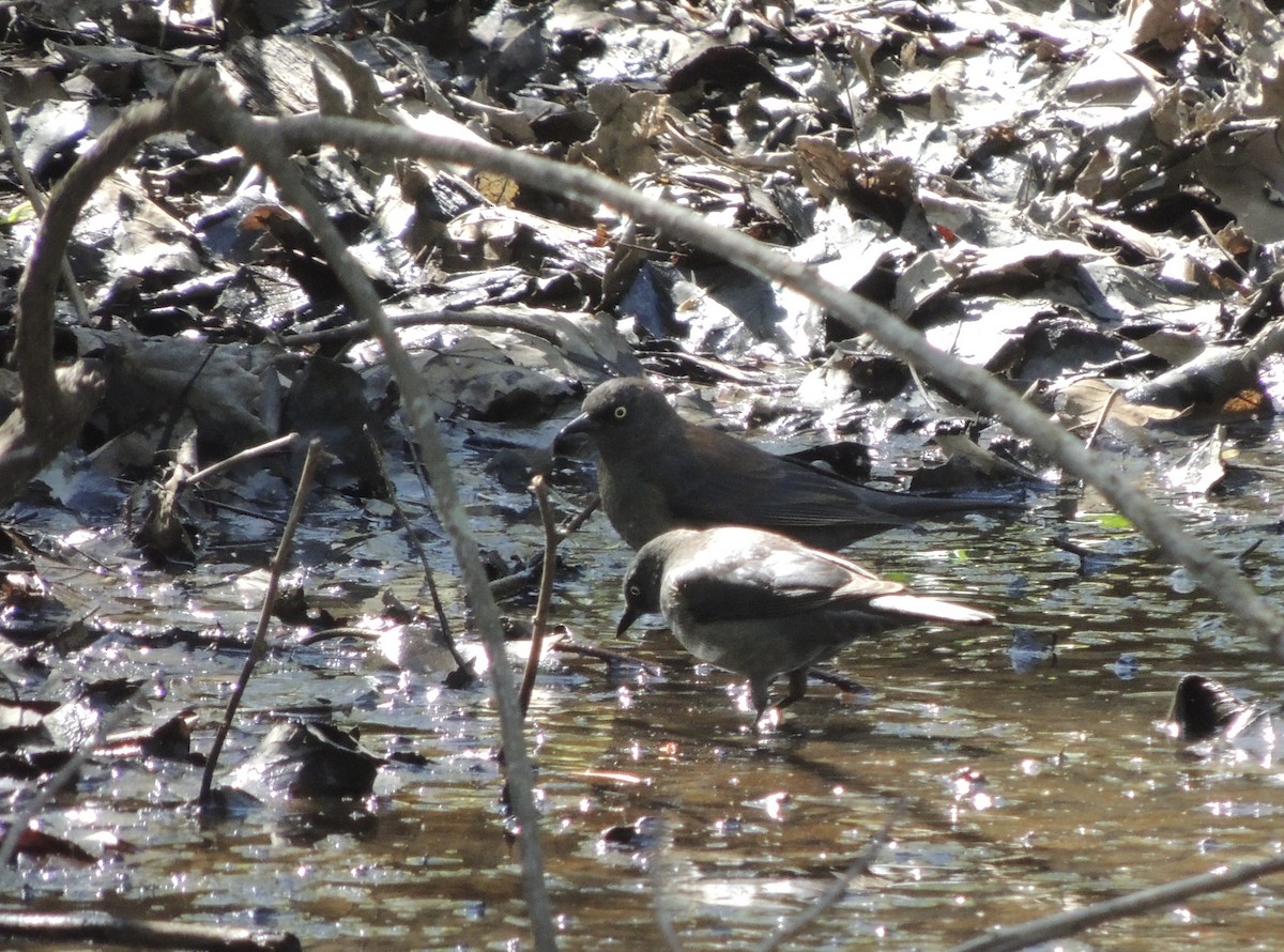 Quiscale rouilleux - ML626127499