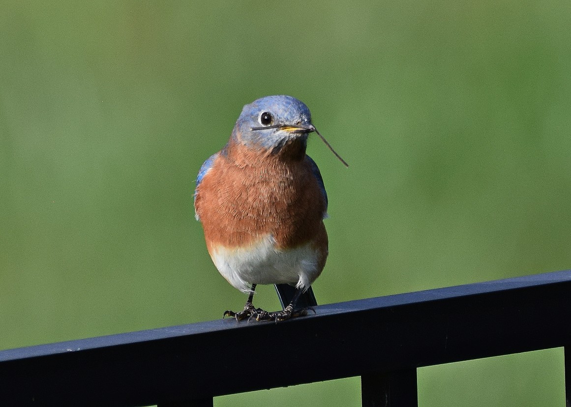 Eastern Bluebird - ML626127508