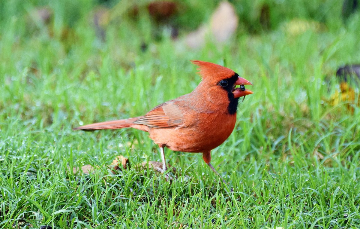 Northern Cardinal - ML626127520